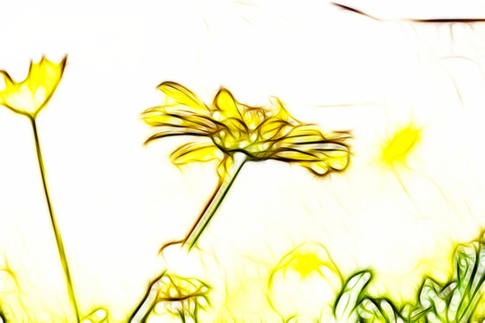 菊花叢