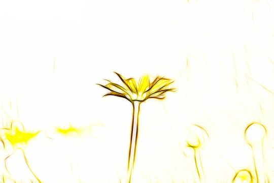菊花叢