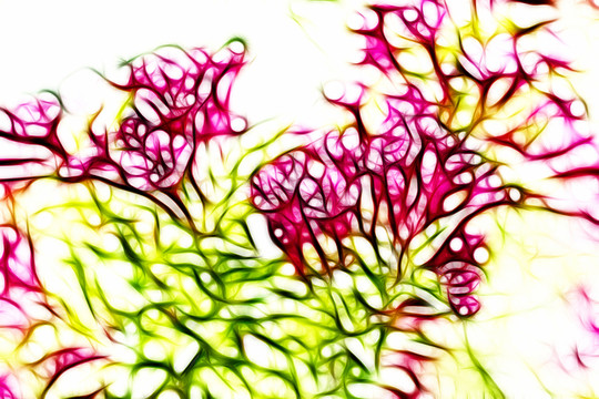 滿堂紅花卉