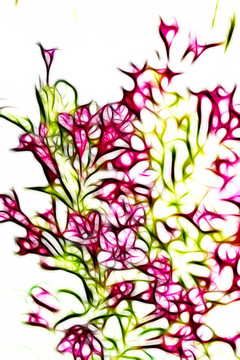 滿堂紅花卉