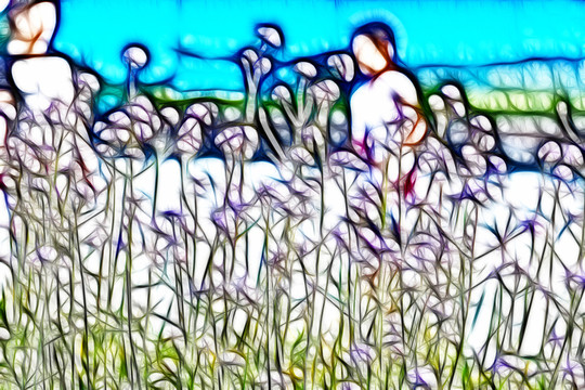 夢幻薰衣草