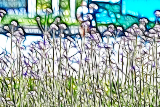 夢幻薰衣草