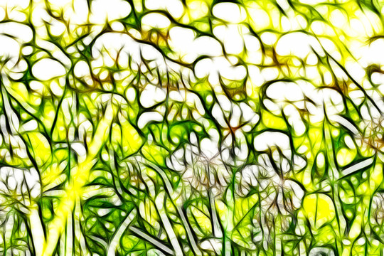 三葉草花叢
