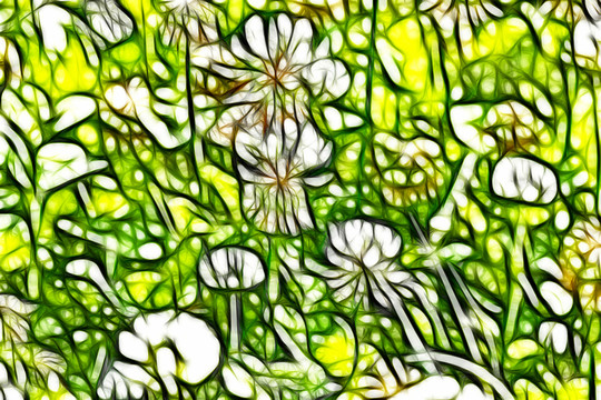 三葉草花叢