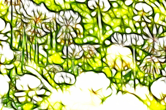 三葉草花叢
