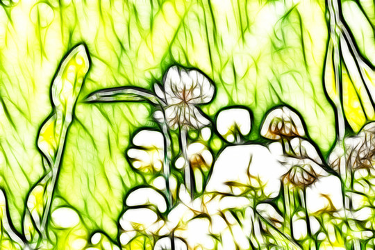 三葉草花叢