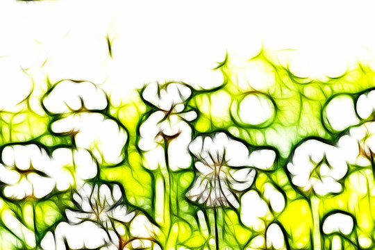 三葉草花叢