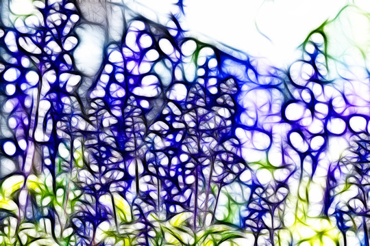 薰衣草花叢