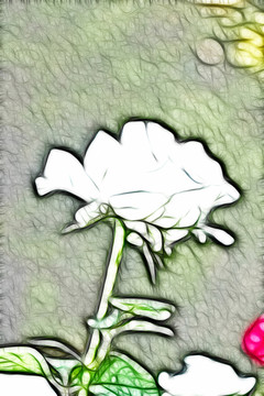 月季花