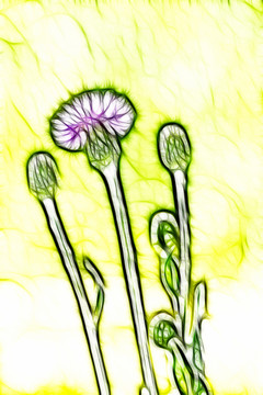紫花藿香薊