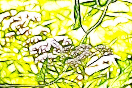 紫荊花開