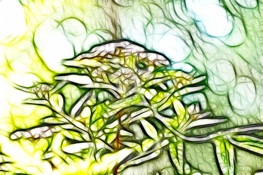 紫荊花開