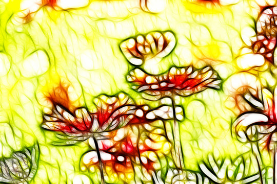 鄒菊花叢