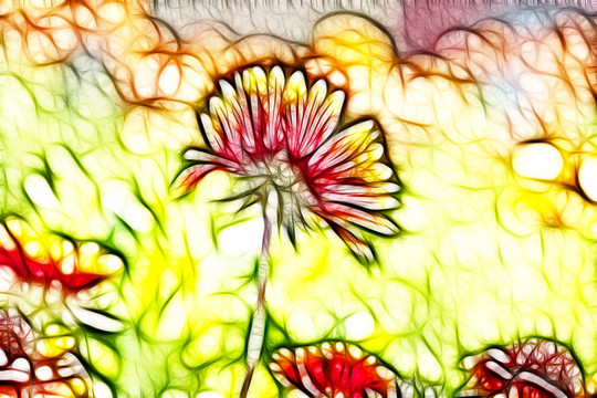 鄒菊花叢
