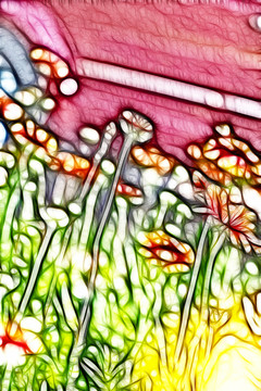 鄒菊花叢