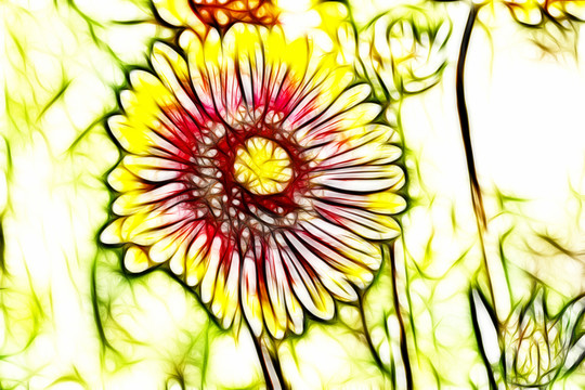 鄒菊花叢