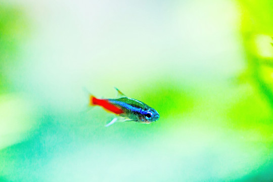 紅綠燈魚