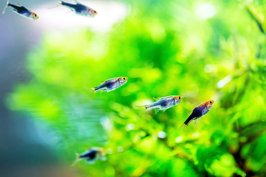 三角燈魚