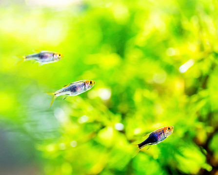 燈魚