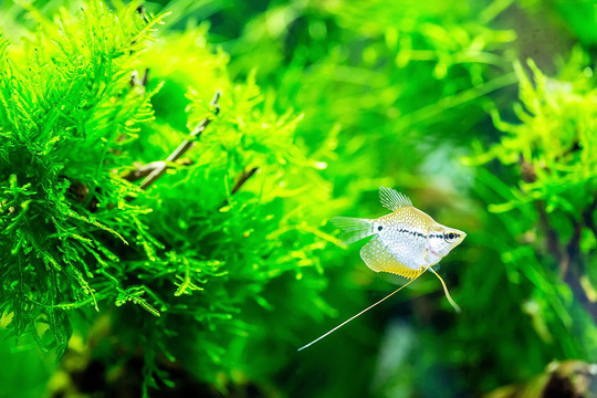 熱帶魚