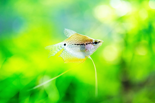 熱帶魚