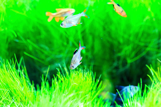 觀賞魚