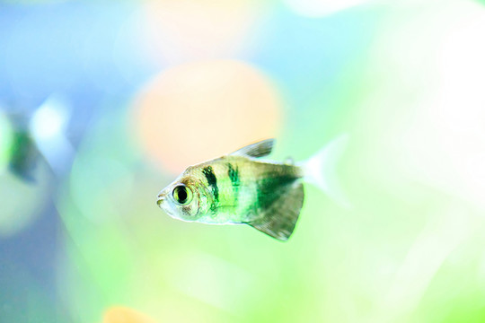 熱帶魚