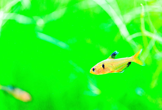熱帶魚