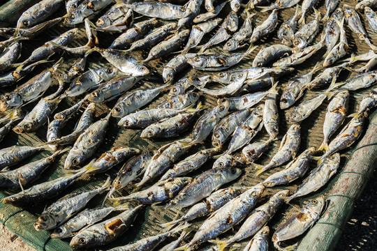 巴浪魚