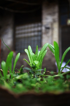 砥洎城