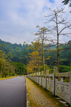 大夫山森林公園