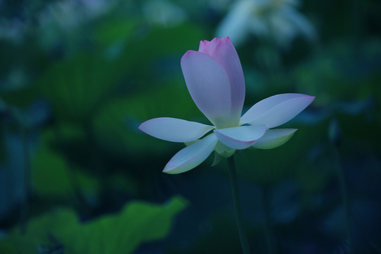 荷花攝影 出水芙蓉