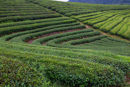 美麗的茶園