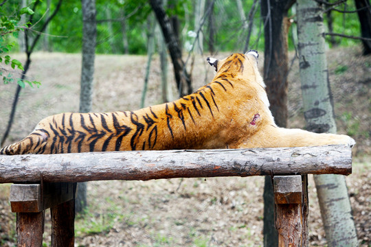 老虎 動物 猛獸