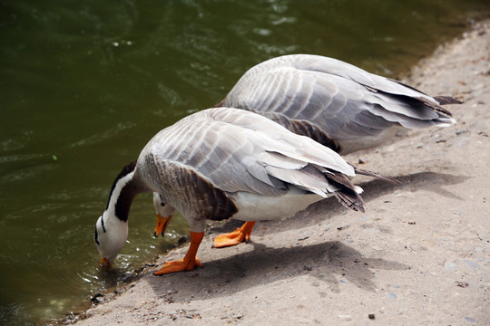 灰雁 鳥類