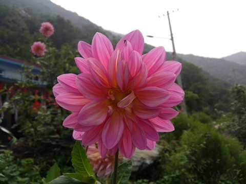 粉紅色的菊花