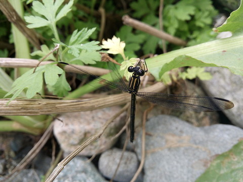 蜻蜓