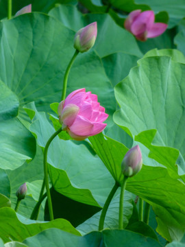 荷花池