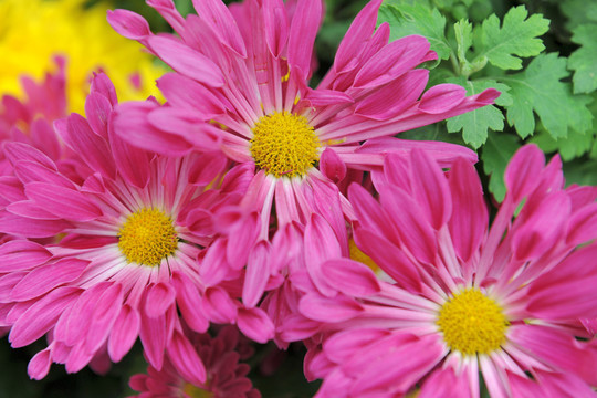 菊花