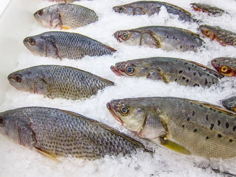 冰柜里的海鱸魚(yú)