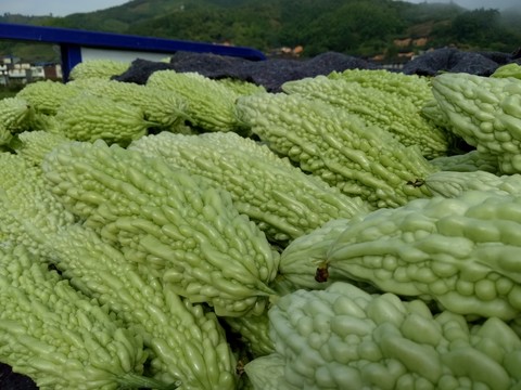 苦瓜 涼瓜 瓜棚 蔬菜 菜園