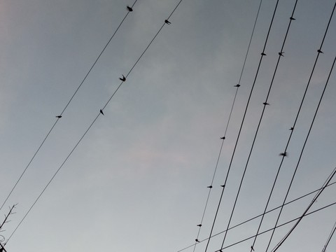 鳥之音符 電線上的燕子