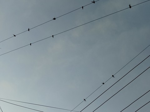 鳥之音符 電線上的燕子子