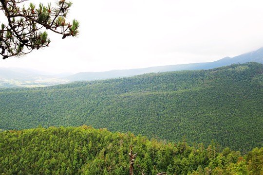 群山 森林植被