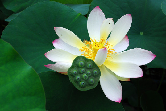 蓮花  荷花 荷葉
