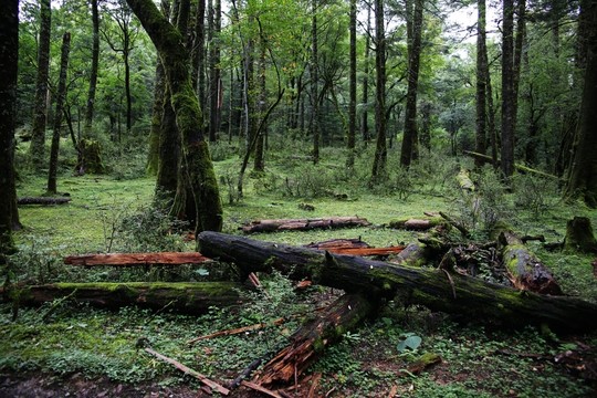 原始森林 樹(shù)木