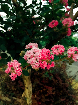 芙蓉花