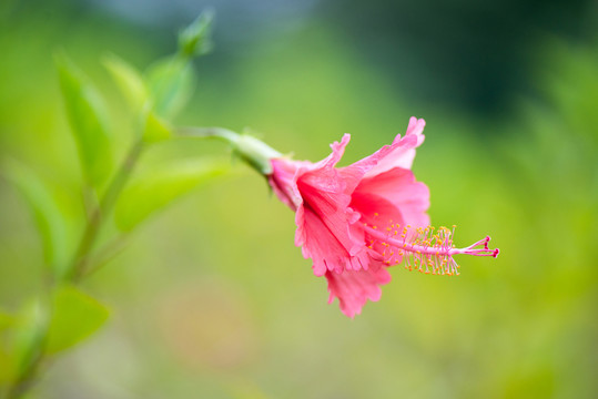紅色喇叭花