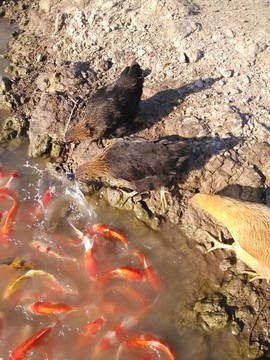 雞與魚