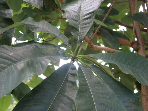 植物厚樸